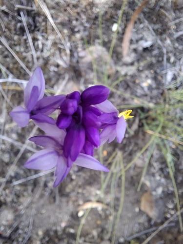 Sowerbaea juncea observed 2026-10-24