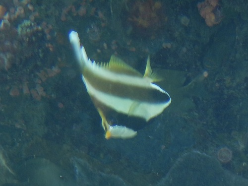 Heniochus chrysostomus observed 2026-10-21