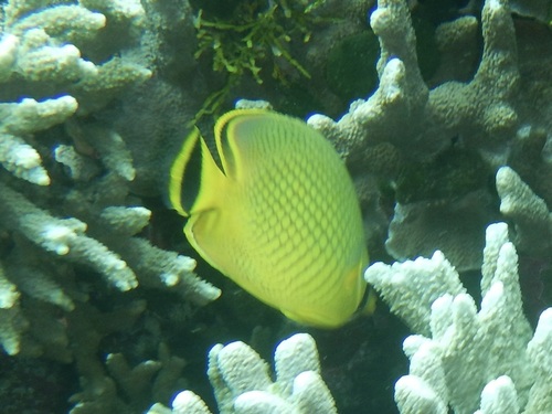 Chaetodon rafflesii observed 2026-10-21