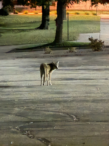 Coyote photograph by the iNaturalist community