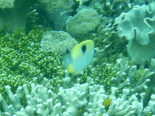 Chaetodon unimaculatus observed 2026-10-21