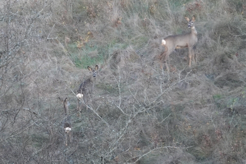 Western Roe Deer photograph by the iNaturalist community