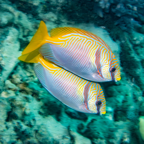 Siganus doliatus observed 2026-10-16