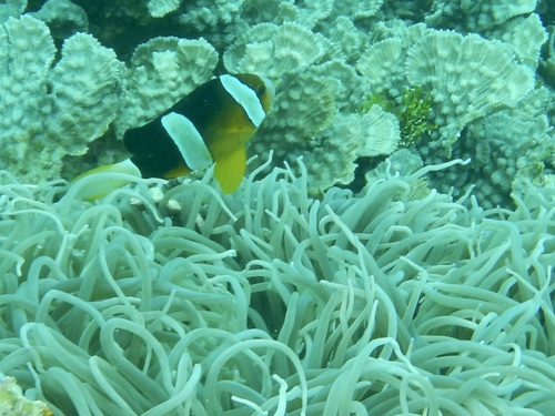 Amphiprion clarkii observed 2026-10-21