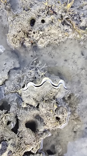 Tridacna maxima observed 2026-10-24