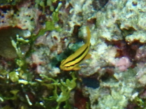 Neoglyphidodon nigroris observed 2026-10-21