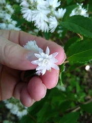 Philadelphus × virginalis