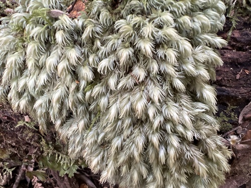 Leucobryum candidum observed 2026-10-23