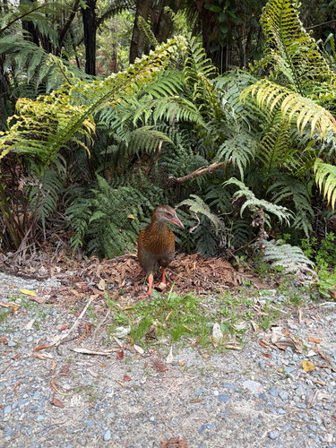 Gallirallus australis observed 2026-10-24