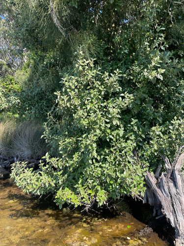 Lagunaria patersonia observed 2026-10-24