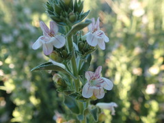Penstemon sudans