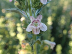 Penstemon sudans