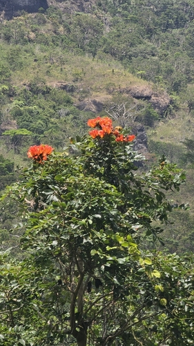 Spathodea campanulata observed 2026-10-24