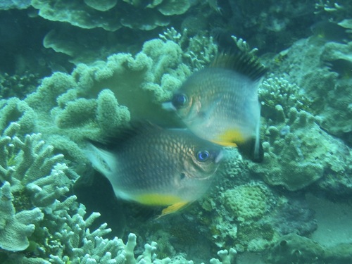 Amblyglyphidodon leucogaster observed 2026-10-21