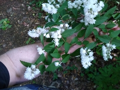 Philadelphus × virginalis