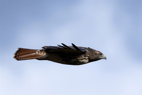 Red-tailed Hawk photograph by the iNaturalist community