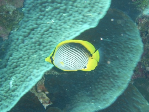 Chaetodon melannotus observed 2026-10-21