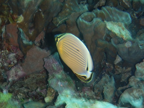 Chaetodon lunulatus observed 2026-10-21