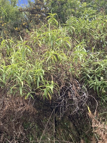 Veronica stricta observed 2026-10-24