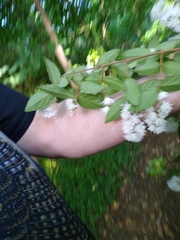 Philadelphus × virginalis