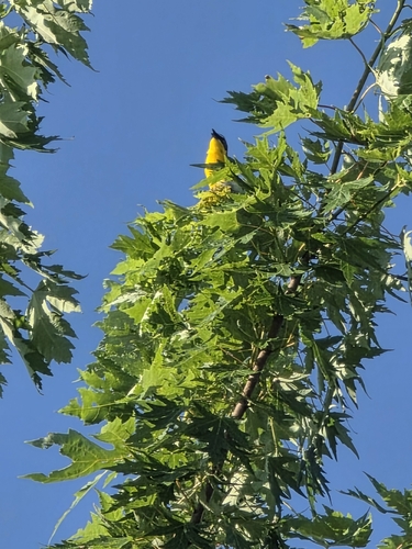 Yellow-breasted Chat