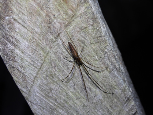 Tetragnatha nitens