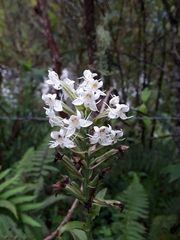 Habenaria monorrhiza