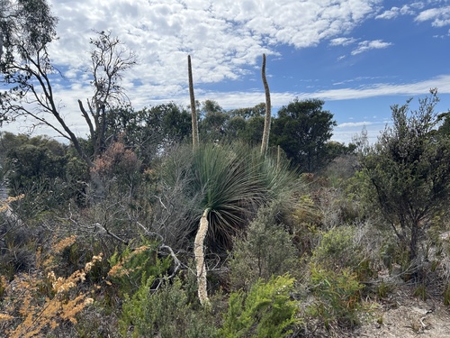 Xanthorrhoea australis observed 2026-10-24