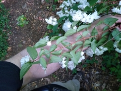Philadelphus × virginalis