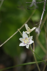 Calochortus lyallii