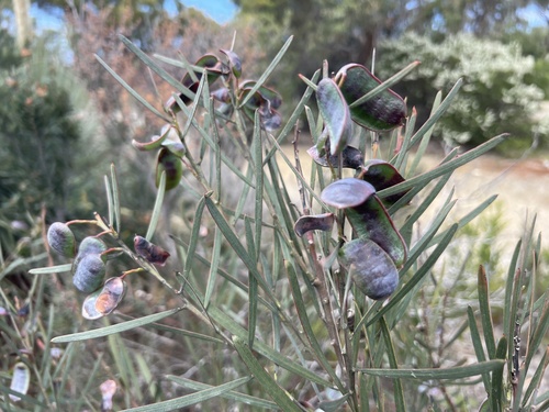 Acacia suaveolens observed 2026-10-24
