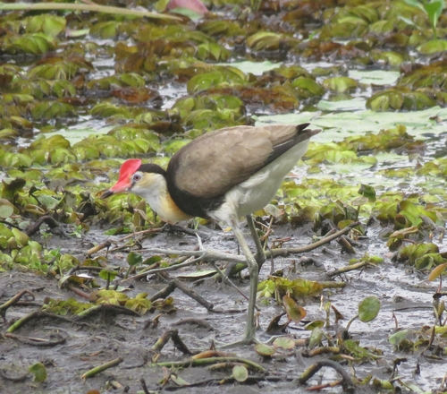 Irediparra gallinacea observed 2026-10-24