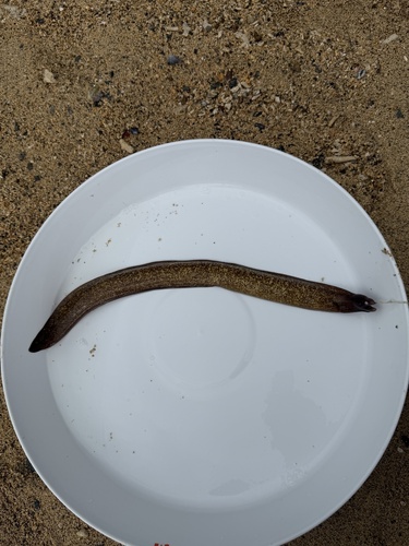 Gymnothorax thyrsoideus observed 2026-10-24