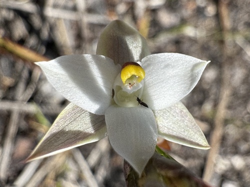 Thelymitra longifolia observed 2026-10-24