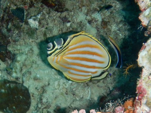 Chaetodon ornatissimus observed 2026-10-21