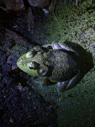 American Bullfrog photograph by the iNaturalist community