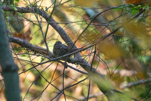Song Sparrow photograph by the iNaturalist community
