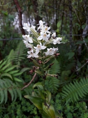 Habenaria monorrhiza