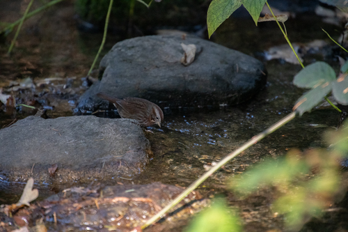 Song Sparrow photograph by the iNaturalist community