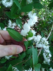 Philadelphus × virginalis