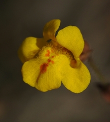 Erythranthe microphylla