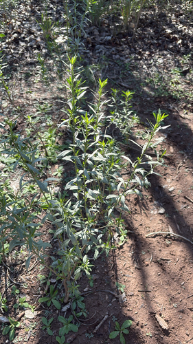 willow baccharis
