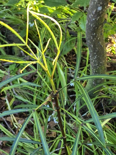 Pseudopanax crassifolius observed 2026-10-24