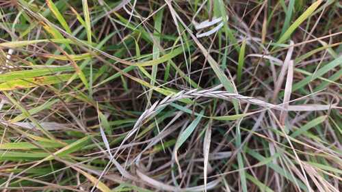Elymus repens observed 2026-10-22