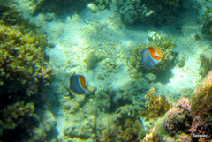 Chaetodon madagaskariensis