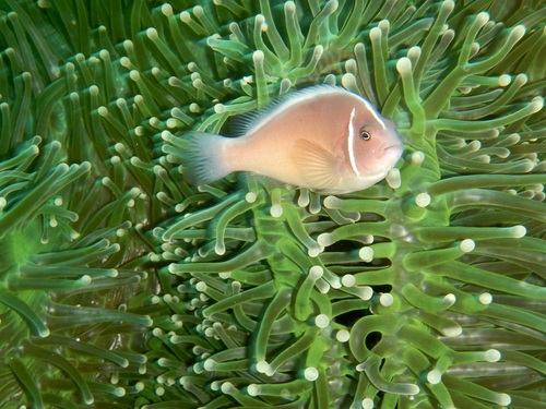 Amphiprion perideraion observed 2026-10-21