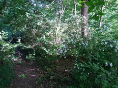 Philadelphus × virginalis