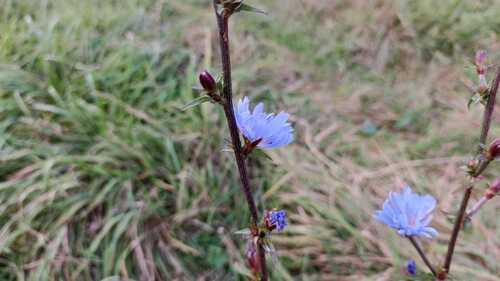 chicory photograph by the iNaturalist community