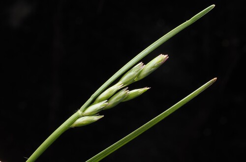 Danthonia decumbens observed 2026-10-24