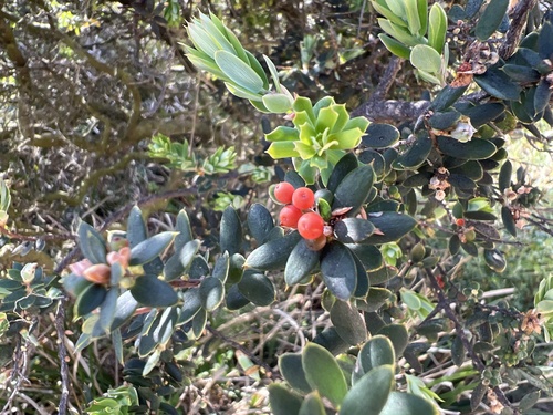 Monotoca elliptica observed 2026-10-24